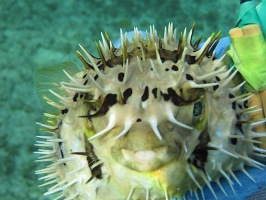 IMG 8933 Puffed Balloonfish